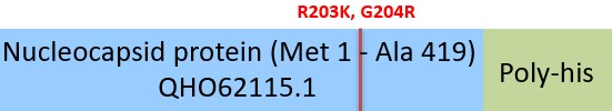 Nucleocapsid protein Structure