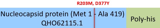 Nucleocapsid protein Structure
