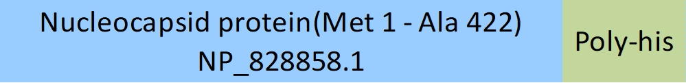 Nucleocapsid protein Structure