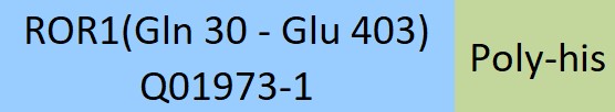 Online(Gln 30 - Glu 403) Q01973-1