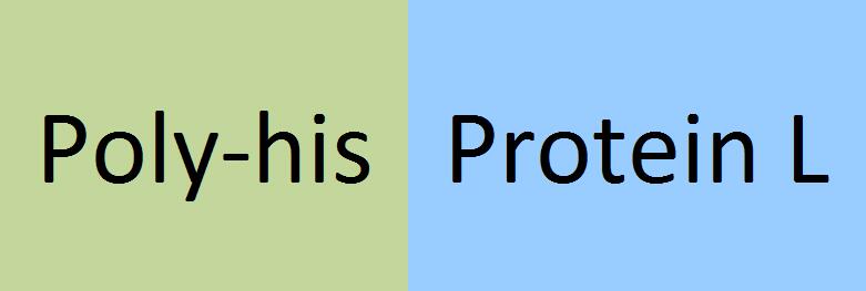 Protein L Structure