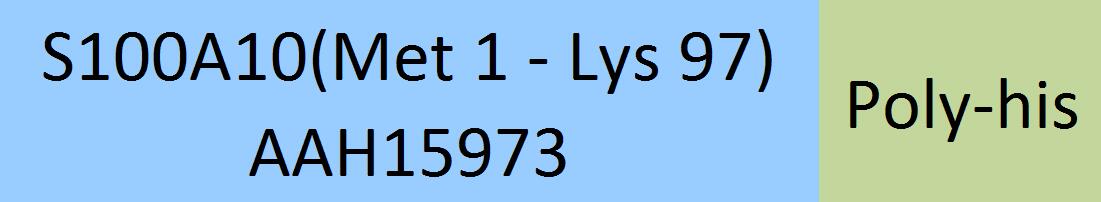 S100A10 Structure