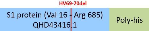 Spike S1 Structure