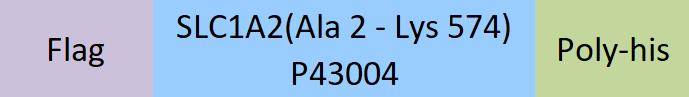 SLC1A2 Structure