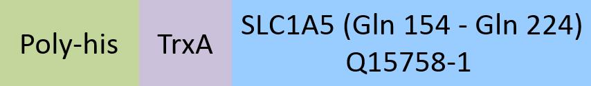 Online(Gln 154 - Gln 224) Q15758-1