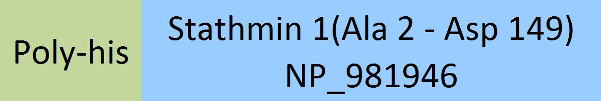 Stathmin 1 Structure