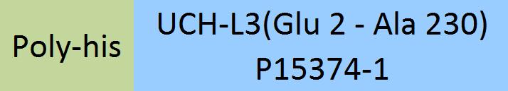 UCH-L3 Structure