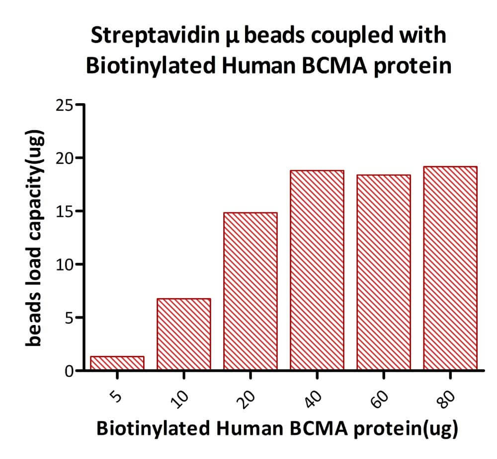 Streptavidin Beads TYPICAL DATA