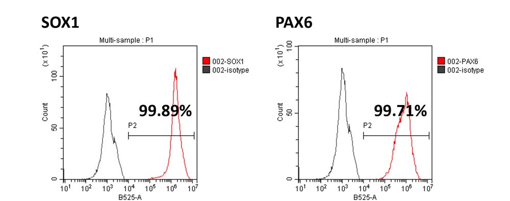 Organoids MARKER EXPRESSION