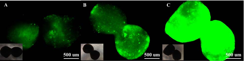 Organoids ORGANOID APPLICATION