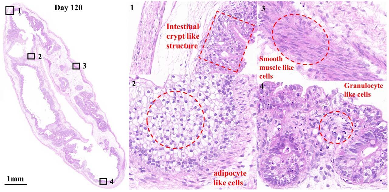 Organoids ORGNAOID HISTOLOGY