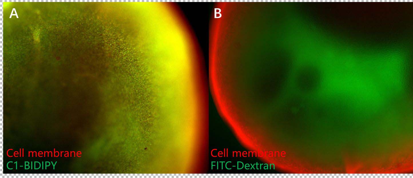 - ORGANOID ACTIVITY