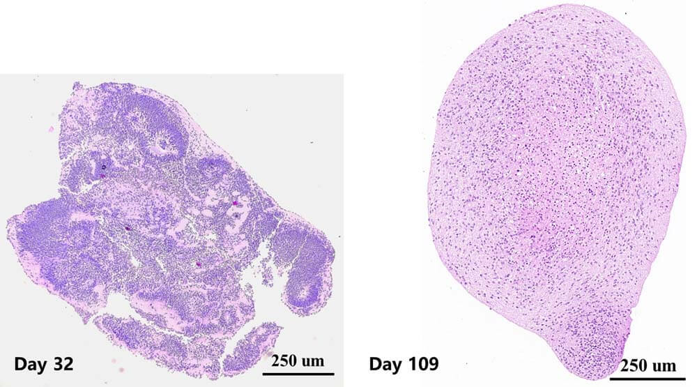 Organoids ORGNAOID HISTOLOGY