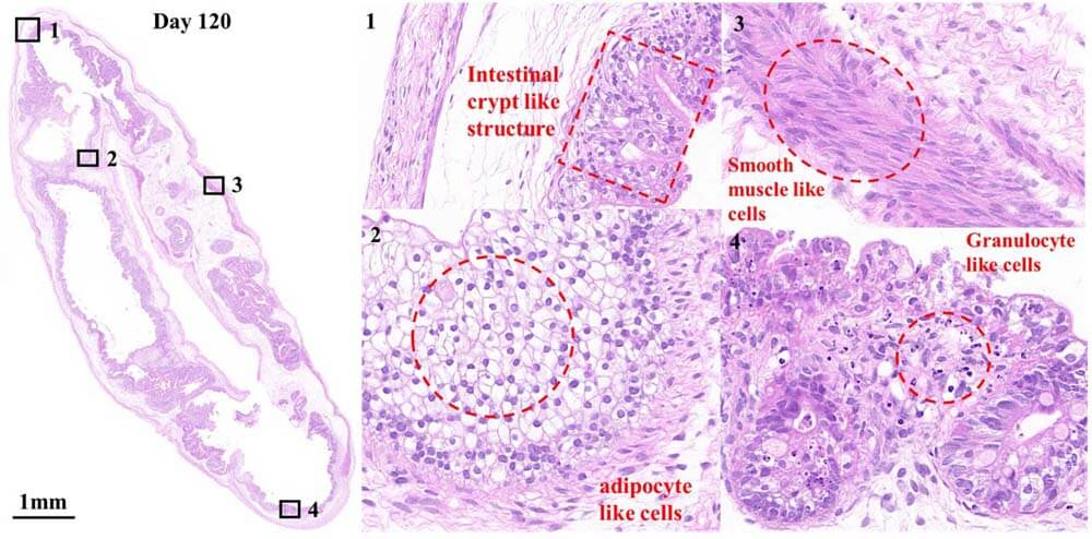 Organoids ORGNAOID HISTOLOGY