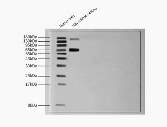 Fusion glycoprotein WESTERN BLOT