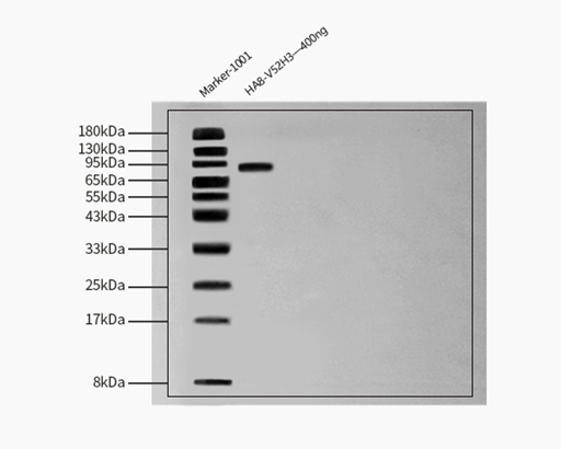 Hemagglutinin/HA (Influenza Virus) WESTERN BLOT