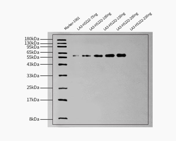 His WESTERN BLOT