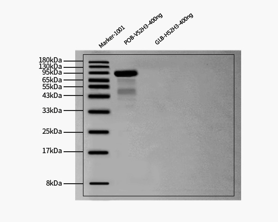 gB WESTERN BLOT