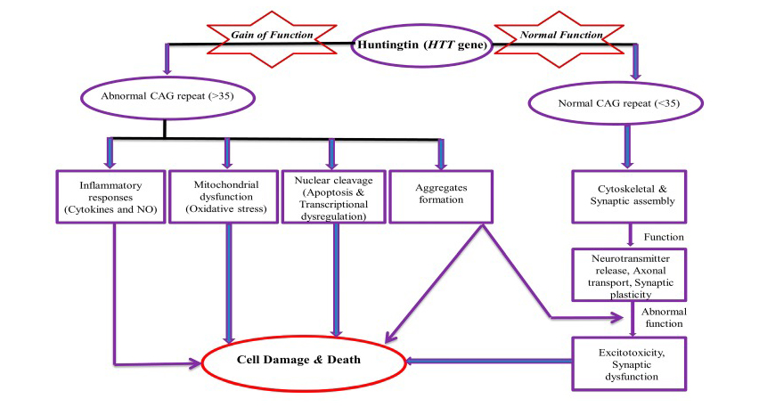 亨廷顿基因(HTT)的毒性机制