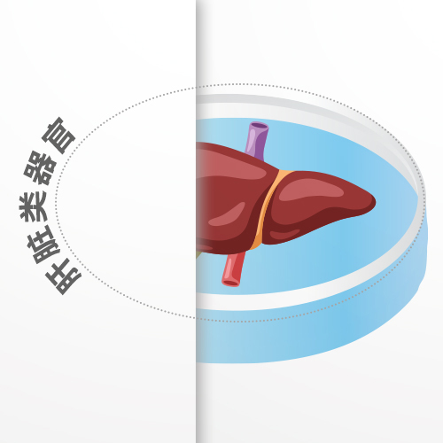 肝脏类器官