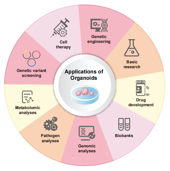 点击全面了解Organoid Toolbox