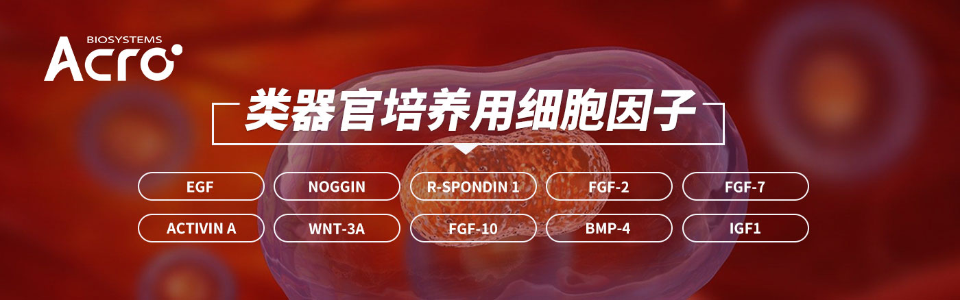 类器官培养用细胞因子