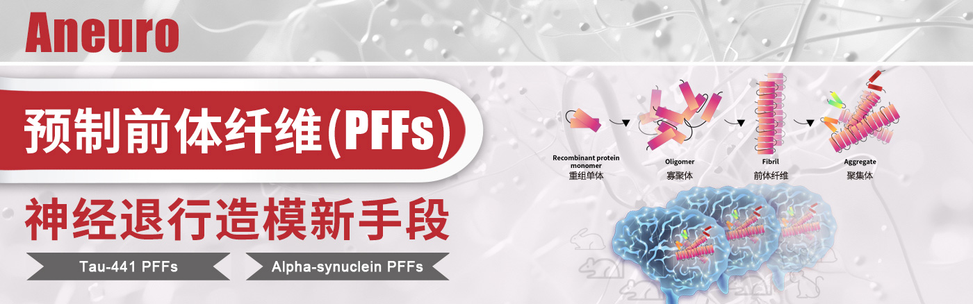 前体纤维原(PFFs)，神经退行造模新手段