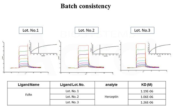 批检验-结合活性-FcRn & Hercepetin