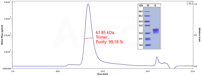 OX40 Ligand MALS测定结果