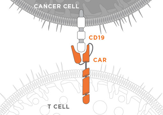 【技术干货】听说这里有高效检测CD19-CAR-T的专业解决方法？