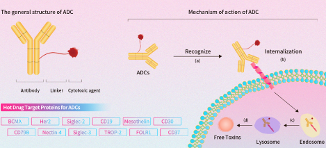【前沿进展】火热的ADC药物：靶点这么多，你pick谁？