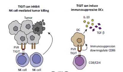 【靶点聚焦】不可忽视-肿瘤免疫疗法潜力股TIGIT