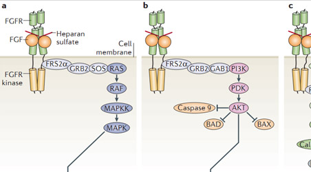【靶点聚焦】FGF&FGFR：肿瘤治疗靶点再添“定海神针”