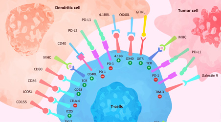 【前沿进展】共刺激免疫激动剂抗体迎来新时代
