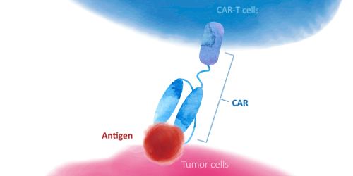 【靶点聚焦】三个强劲靶点直击AML— CD33，CD123，CLEC12A