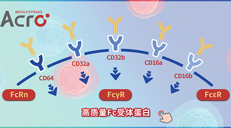 【靶点聚焦】除了与半衰期有关，FcRn作为药物靶点的潜力你了解吗？