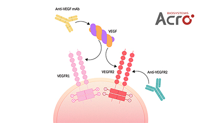 【靶点聚焦】【靶点新势力】VEGF：抗肿瘤治疗历久弥新的靶点