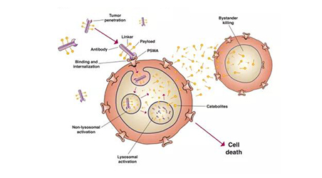 【靶点聚焦】PSMA如何扣动免疫疗法的扳机？