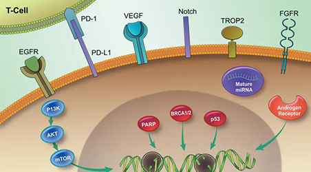 【靶点聚焦】三阴性乳腺癌靶点全解析