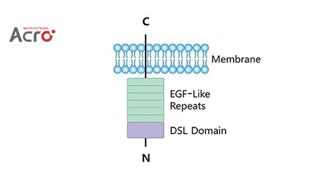 【靶点聚焦】【靶点新势力】“网红靶点”DLL3，全方位助力肺癌治疗药物开发