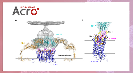 【靶点聚焦】CXCR4，治疗艾滋病和癌症的“超能”靶点