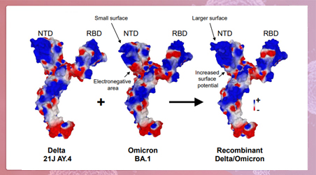【新冠专区】文献解读 | WHO官宣Deltacron存在，重组毒株有何不同？