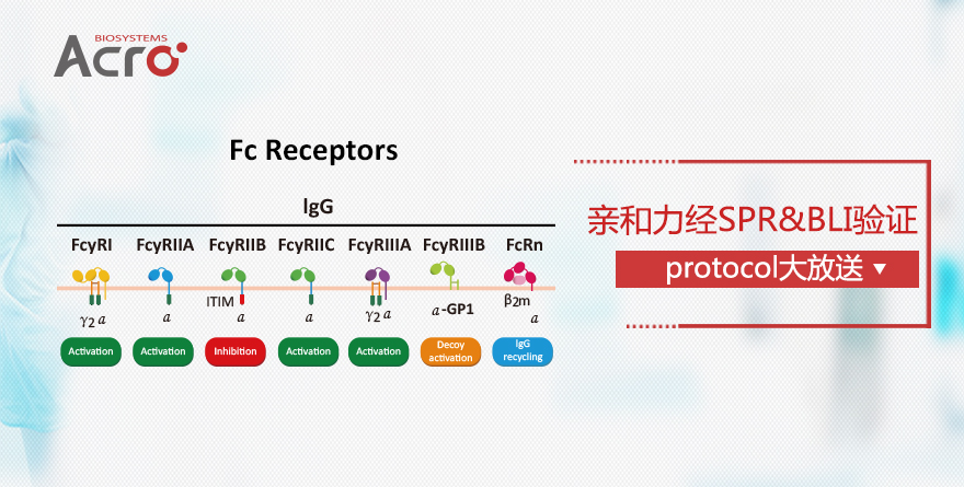 【ComboX】ACRO向您投递了一份Fc受体蛋白产品推荐