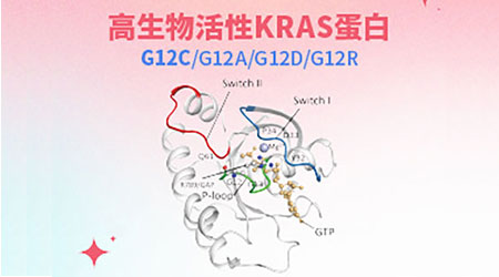 【前沿进展】多种KRAS突变蛋白助力您探索KRAS的内部世界