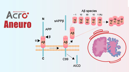 【新品速递】Aneuro新品Aβ42，助力靶向Aβ通路的AD药物研发