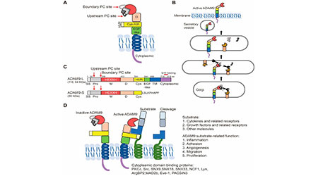 【前沿进展】抗癌新靶标ADAM9有何过人之处
