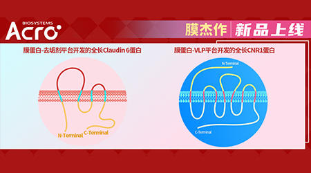 【新品速递】膜杰作再添新作 Claudins和GPCRs家族新成员联合助力抗体药研发