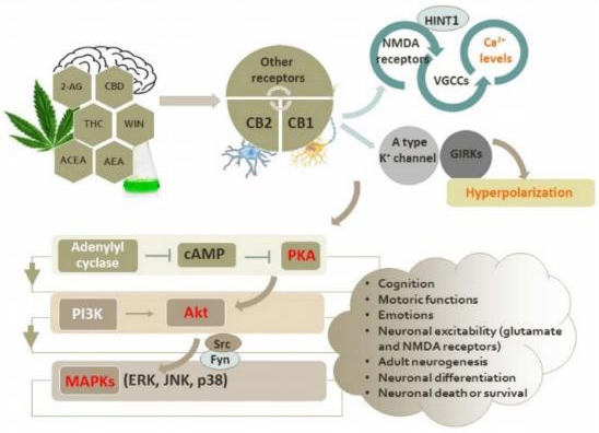 大麻素介导的信号通路示意图