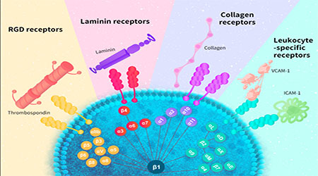 【靶点新势力】粘附大师——结肠炎治疗的新靶点：Integrin α4/β7