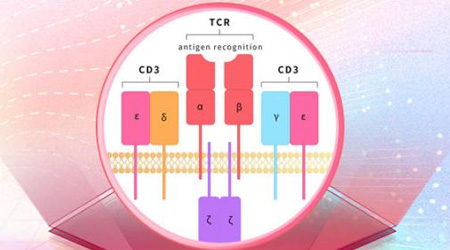 【靶点聚焦】CD3：双抗领域热门“元素”解读